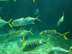 -北戴河圣蓝海洋公园