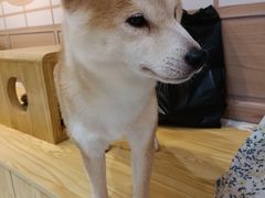 -柴源莊·柴小宠柴犬咖啡