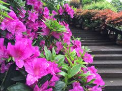 -峨眉山报国寺