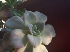 -the rug 飞毯 (朝阳公园店)