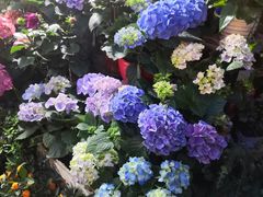-曲阳花鸟市场(曲阳路店)