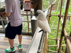 -新加坡飞禽公园