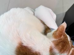 -平行世界·猫咖(首经贸店)