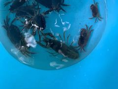 -重庆彩云湖湿地公园