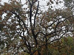 -清漾毛氏文化村