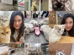 -楼上猫咖(罗湖店)