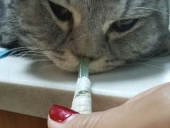 -美联众合宠物医院·爱萌分院·内外科·猫科中心