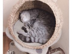 -猫友咖啡店(玉林西路店)