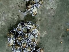 -乡乐园蟹庄·阳澄湖农家乐