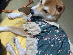 -逗柴咖啡屋·狗咖猫咖宠物桌游
