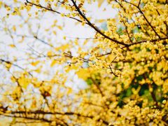 -三圣花乡旅游区