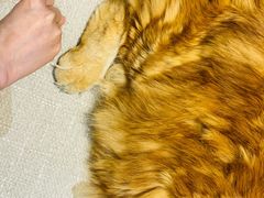 -藏猫猫咖啡主题馆(中央大道店)