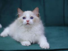-Bastet sally猫舍购宠(静安店)