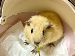 -楼上猫咖(罗湖店)