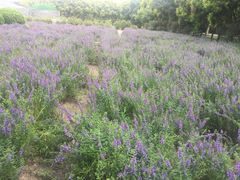 -广东花都香草世界旅游度假区