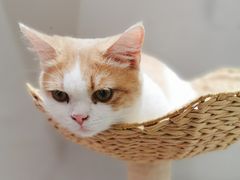 -藏猫猫咖啡主题馆(中央大道店)