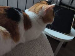 -瑞鹏宠物医院·爱宠堂·骨外专科(西荷分院)