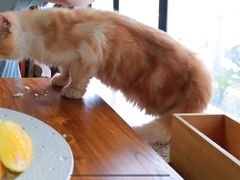 -more than meow吴止猫主题餐厅(承德 中船汇店)