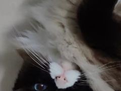 -瑞鹏宠物医院·骨科·猫科·内科(第一中心)