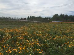 -北纬44度·金珠花海休闲农业旅游景区