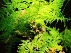 -水之惠鲜鱼料理(王府大街店)