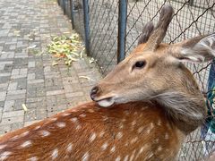 -长白岛森林公园