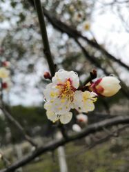 -西施无菌半永久纹绣眉眼影唇轻增发纹发际线