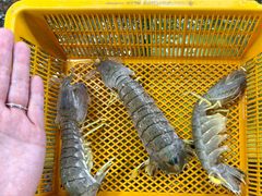-拉威海鲜市场