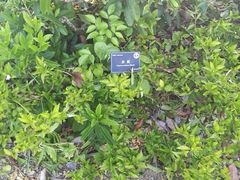 -东莞植物园