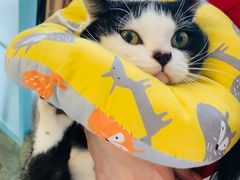 -喵屿·大理花园猫咖