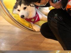 -Husky Go! 哈士奇体验馆·宠物咖啡厅狗咖