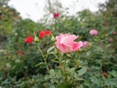 -香蜜公园