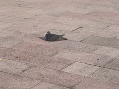 -九龙公园