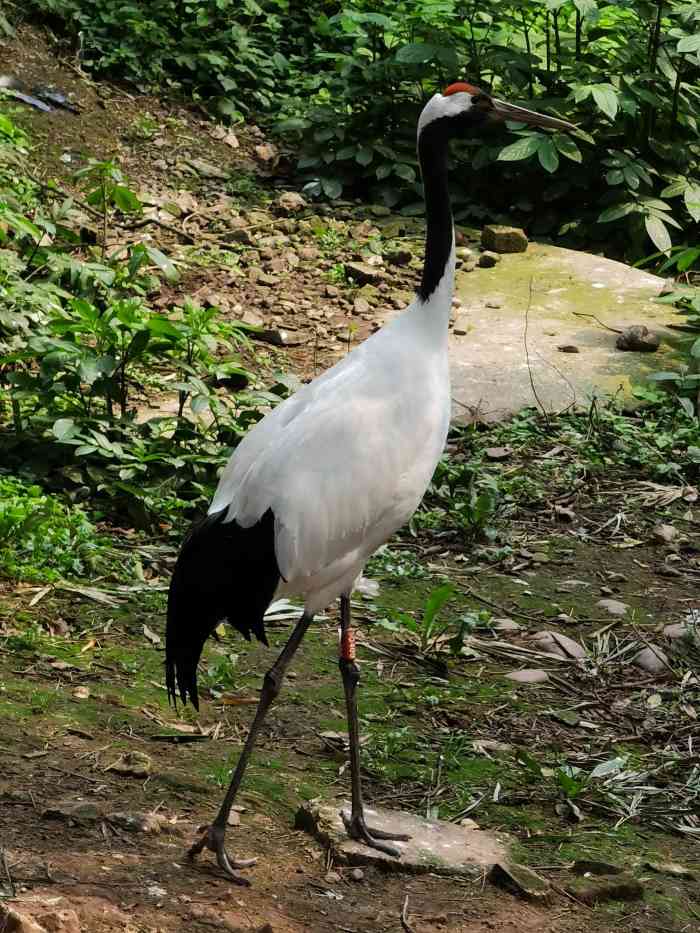 重庆动物园-"记得小时候来的杨家坪动物园时候叫"西西公.