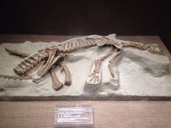 iphone_upload_pic-自贡恐龙博物馆