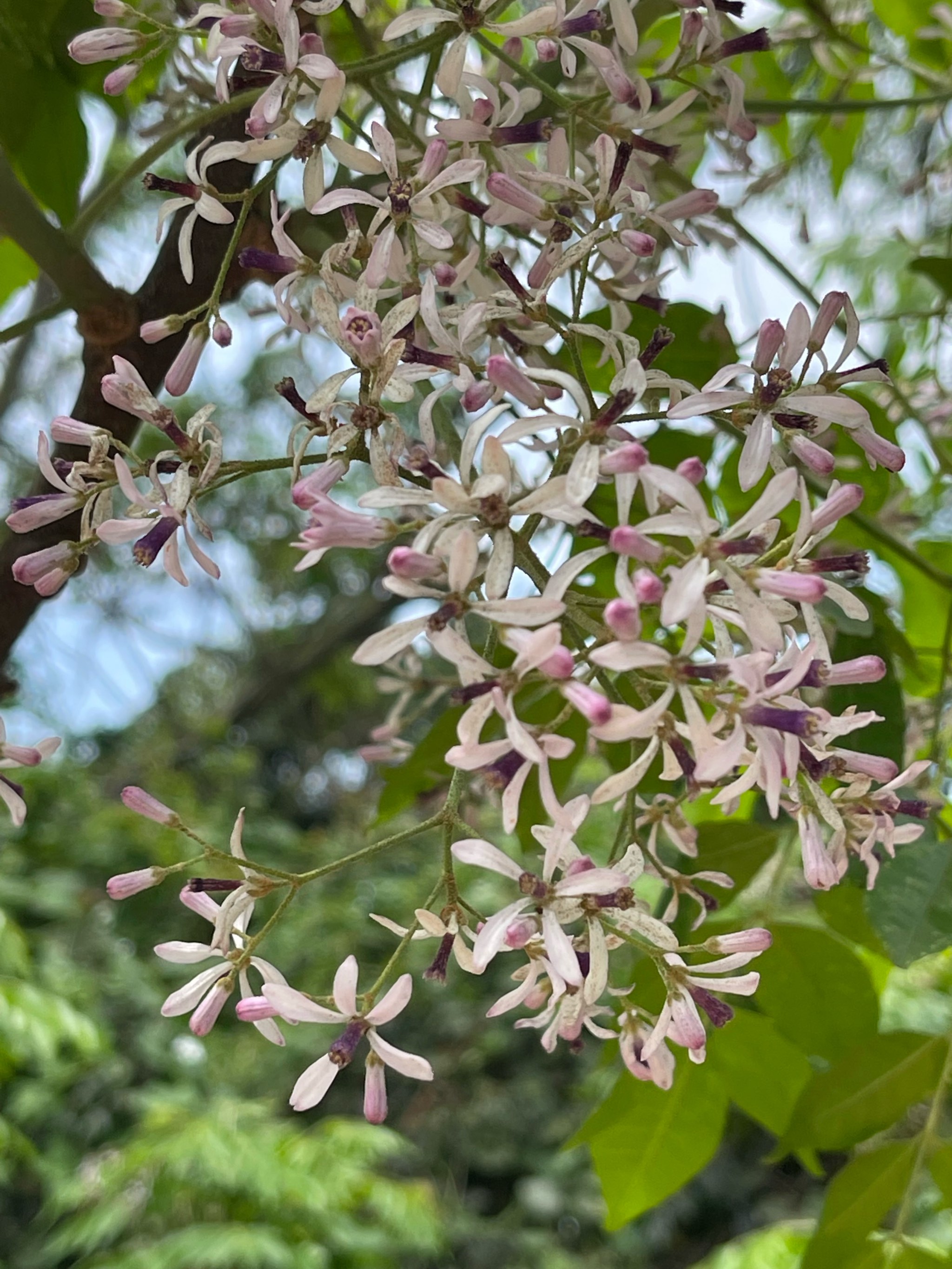 苦炼树开花图片