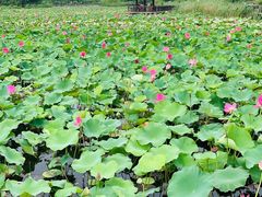 -羊亭河湿地公园