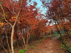 -龙道沟景区