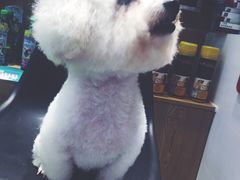 -帕帕拉兹宠物(亚洲旗舰店)