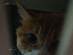 -瑞派福兴宠物医院犬猫全科·骨科·中西医结合(河东店)