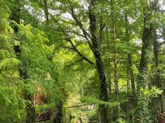 -素山寺森林公园