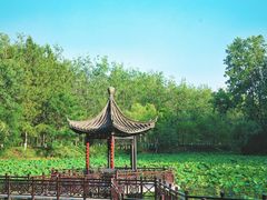 -合肥滨湖国家森林公园