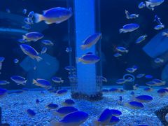 -海合安成都极地海洋公园