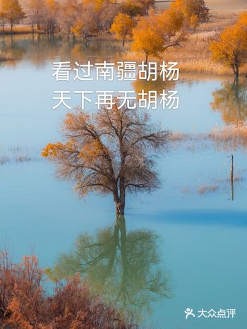 南疆胡杨，中国最多最大的胡杨