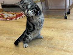 -猫咪派对(江南西店)