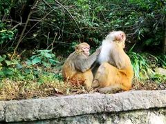 -黔灵山公园
