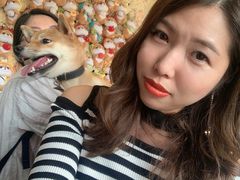 -柴犬高等学院·狗咖·柴犬售卖·宠物训练