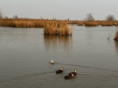 -盐城丹顶鹤湿地生态旅游区