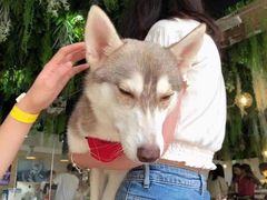 -Husky Go! 哈士奇体验馆·宠物咖啡厅狗咖