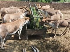 -青藏高原野生动物园